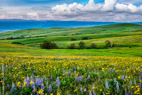 Wildflowers in the rolling hills above the Columbia River in Columbia Hills State Park, Washington, with partially obscured Mt Hood in the background.