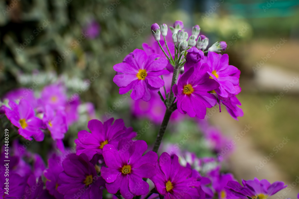 Fairy Primula plant with pink flowers