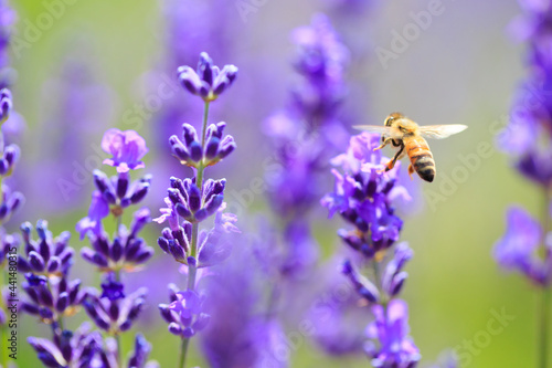 bee and lavender © mutai