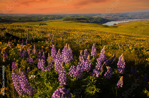 The rolling hills of Columbia Hills State Park, Washington, the Columbia River, City of The Dalles, Oregon and Mt Hood in backgrould. © Bob