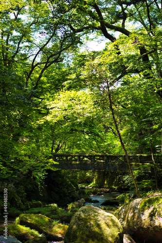 森の中の橋と岩場