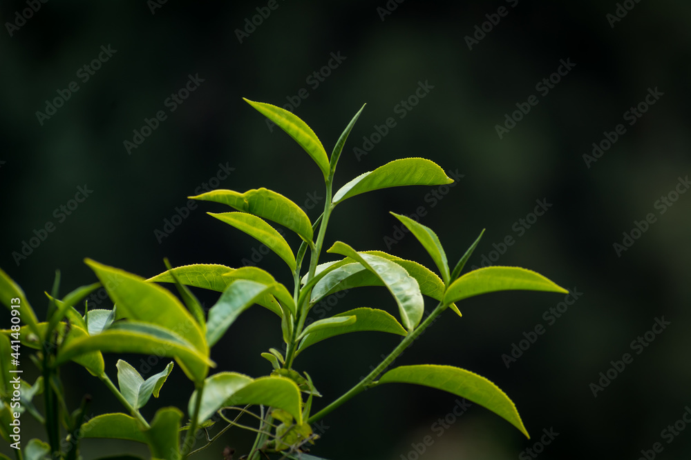 Obraz premium Fresh tea buds and leaves