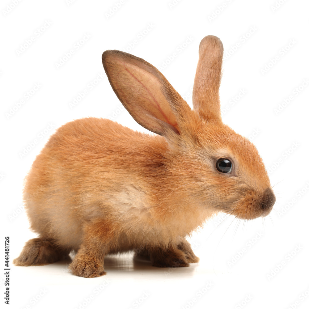 rabbit on white background rabbit on white background