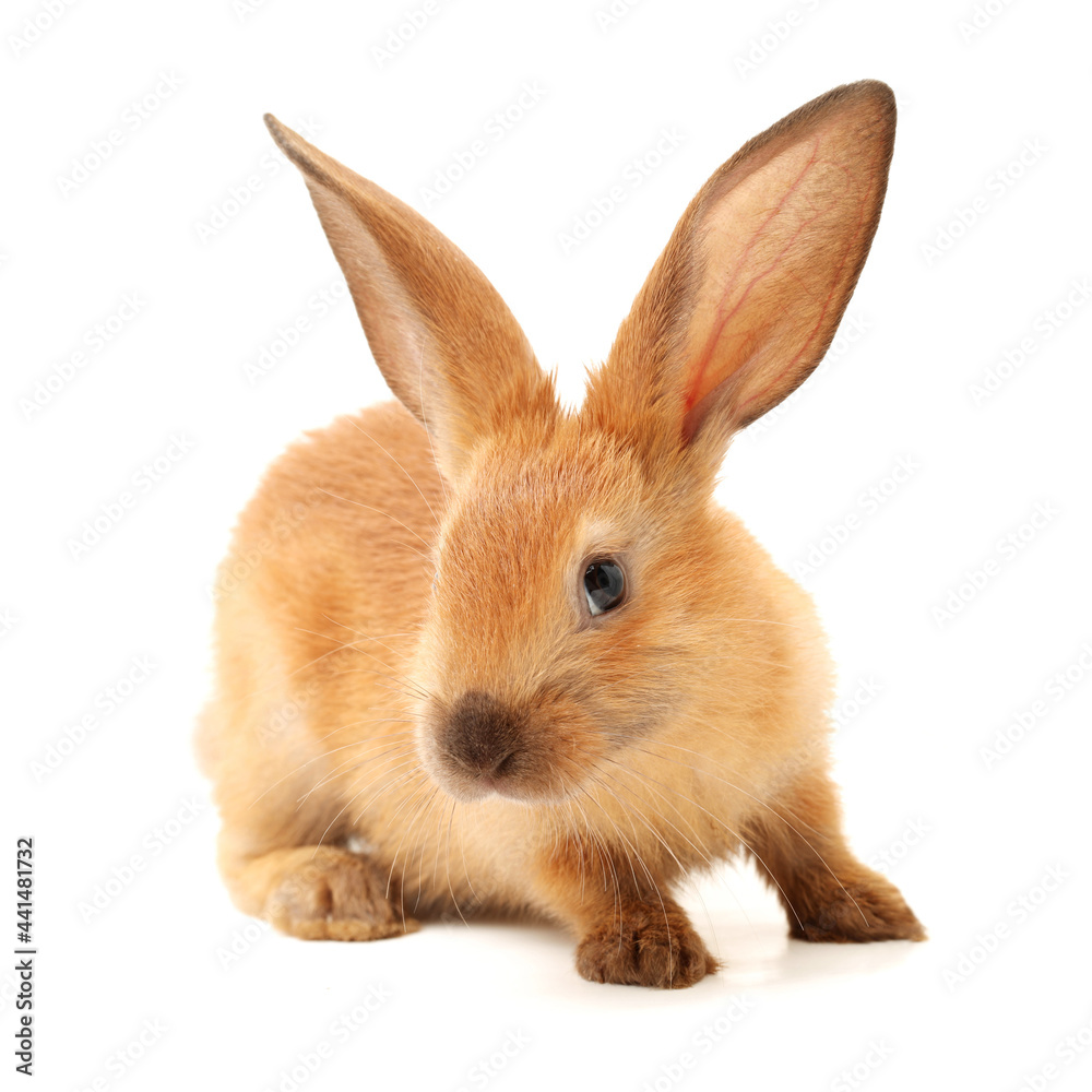 Obraz premium rabbit isolated on white background