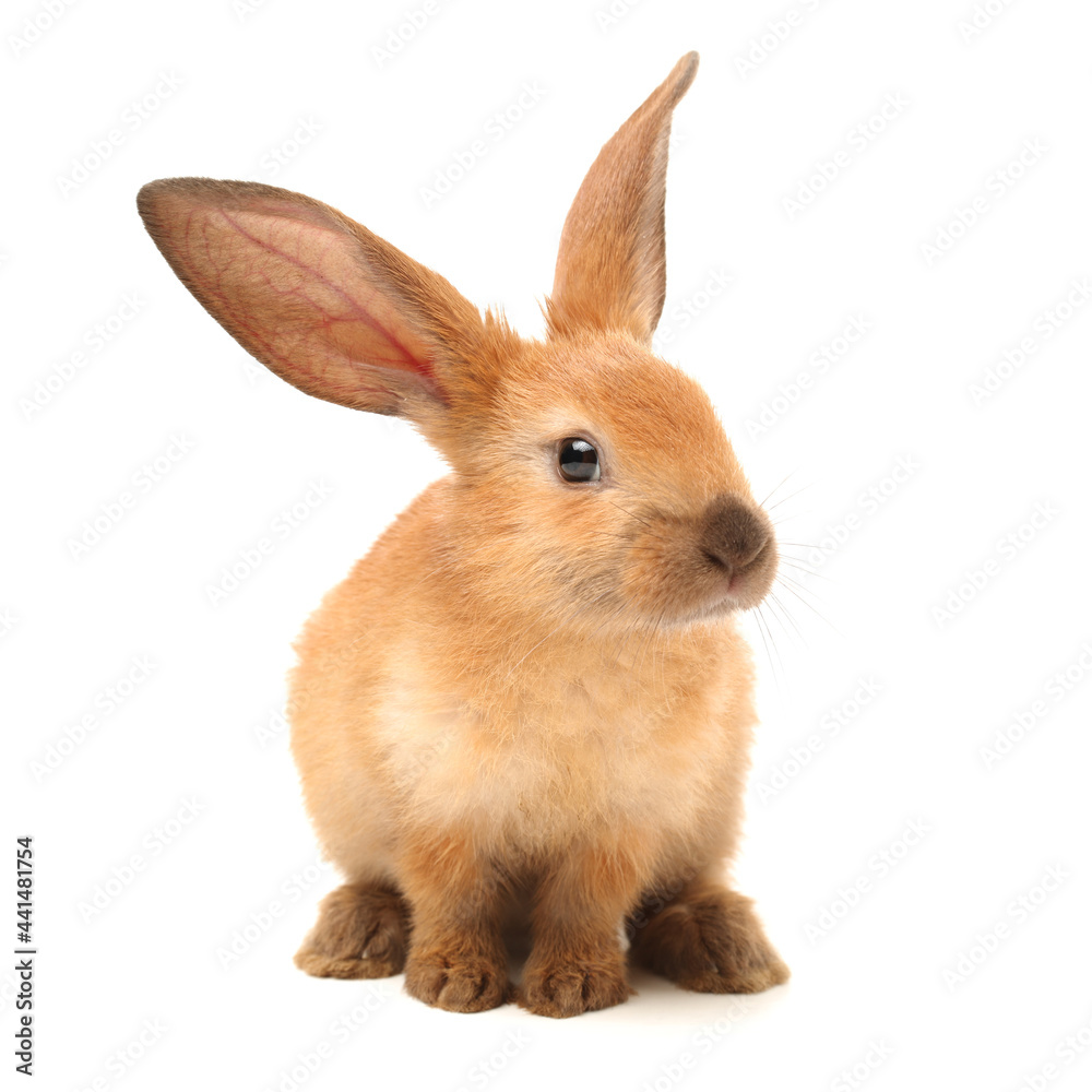 Obraz premium rabbits isolated on white background 