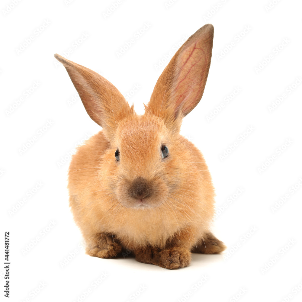 rabbits isolated on white background 