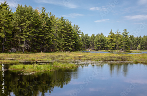 Pond with green forest and grass under blue sky in spring in Muskoka'