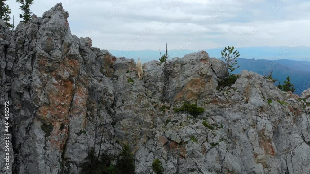 Rocky Mountain Goat Climbing a steep mountaintop cliff in bozeman montana for majestic animal aerial shot of the great outdoors