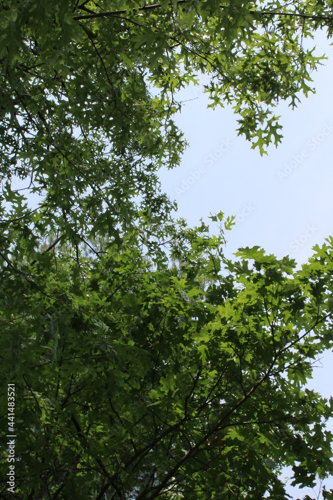 trees in the woods trees in the woods