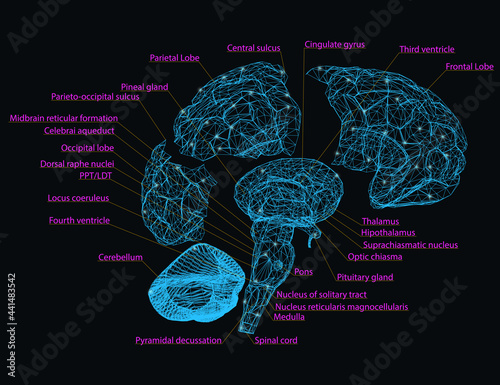 Wireframe of the human brain is disassembled into parts with the designation of the name of each segment of the brain. Vector illustration