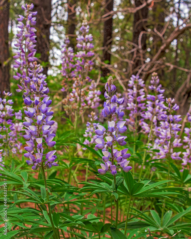 Wild lupine flowers blooming in the forest Wild lupine flowers blooming in the forest