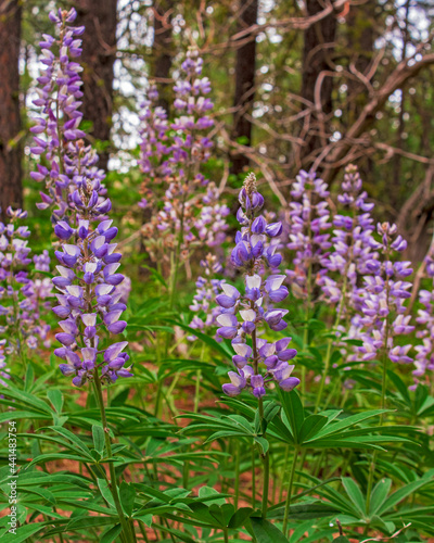 Wild lupine flowers blooming in the forest