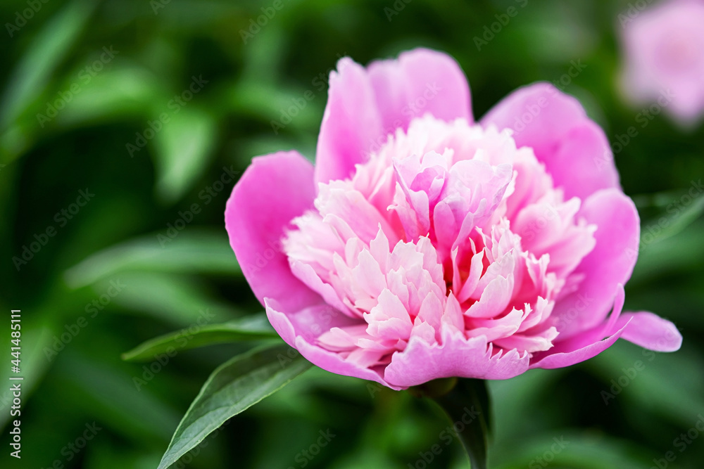 Blooming pink peony, close-up. Beautiful bud of flower in the garden, soft selective focus, copy space. Summer background. Blooming pink peony, close-up. Beautiful bud of flower in the garden, soft selective focus, copy space. Summer background.