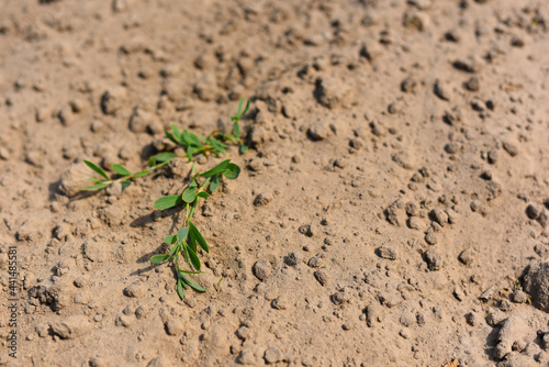 A small green plant on dry land in the desert. Drought due to global warming. Fighting desertification.