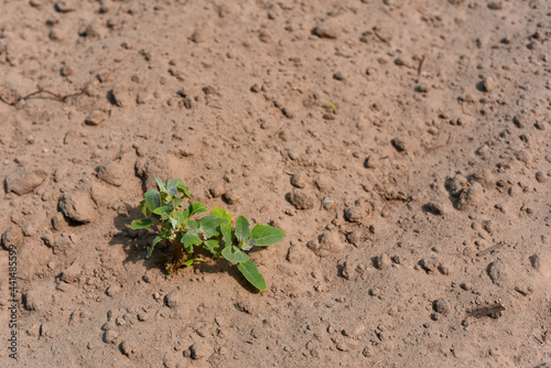 A small green sprout isolated against a background of dried up earth. Combating drought and desertification.