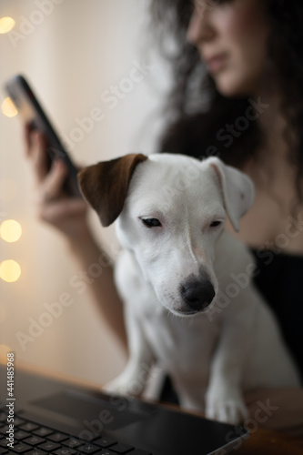 Modern freelancer woman playing with little cute dog working remotely on laptop Jack Russell Terrier