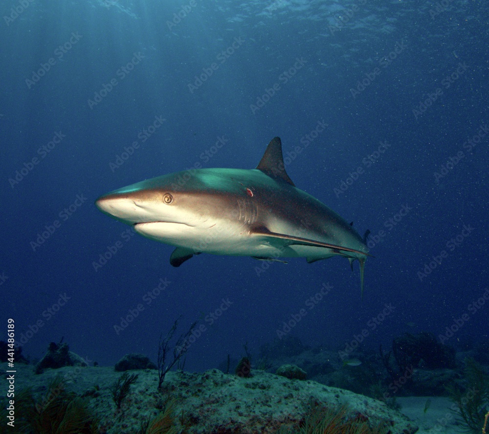 Fototapeta premium Caribbean Reef Shark at Twilight