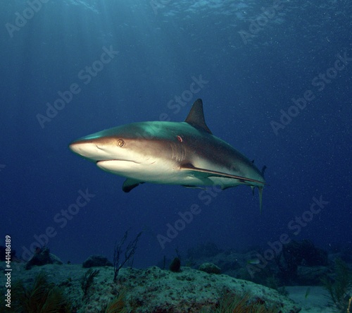 Caribbean Reef Shark at Twilight