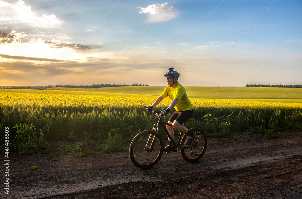 cyclist on bike rides along the fields of wheat in the sunlight