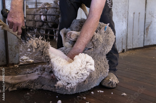 merino sheep with fine wool being shorn