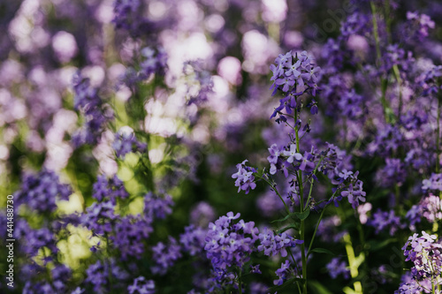 close up of purple wildflowers growing in the midwest