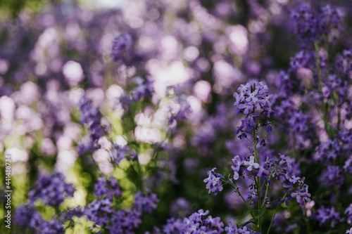 close up of purple wildflowers growing in the midwest © Ashley