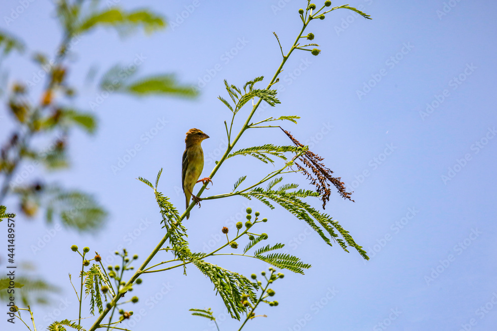 The yellow Oriole bird on stick bamboo tree in garden The yellow Oriole bird on stick bamboo tree in garden