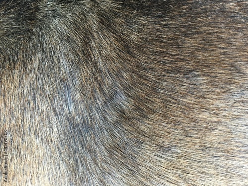 close up hair of the dog texture © mansum008