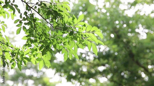 風にそよぐ樹木の葉っぱと玉ボケ