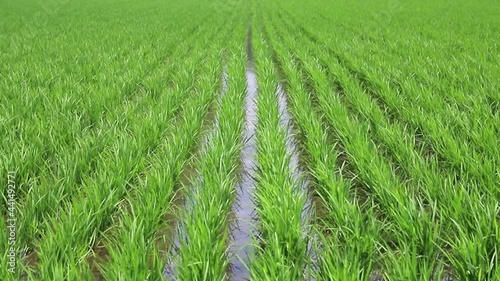 田んぼを渡る風と成長する稲の苗