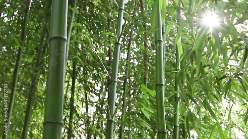 繁茂した竹林から光芒が差し込む