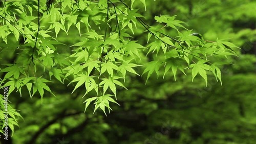 青紅葉が風に揺れる初夏