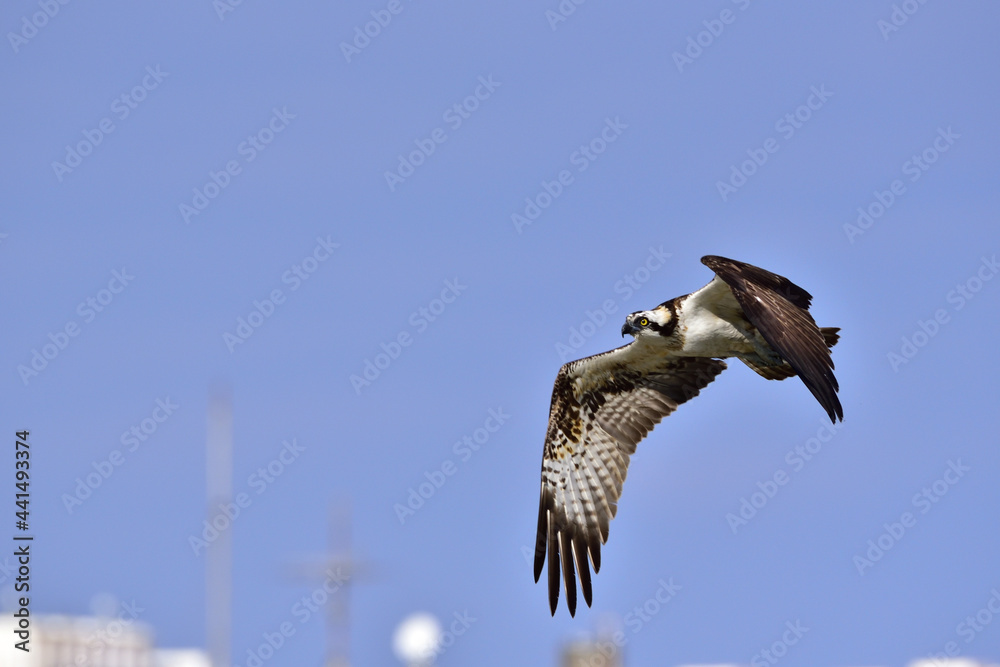 Obraz premium オスプレイの語源となっているミサゴ