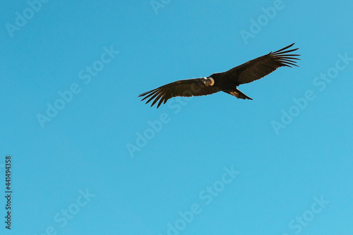 Andean condor (Vultur gryphus) flying with blue sky background, Colca Canyon, Arequipa, Peru.