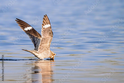 A common nighthawk sips bugs off the water. photo