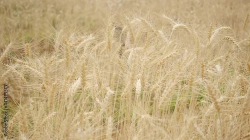 Wheat flour in wind 