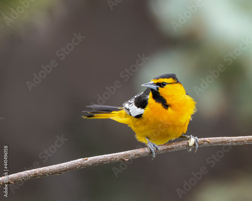 A Bullock's oriole rests on a branch in Wyoming.