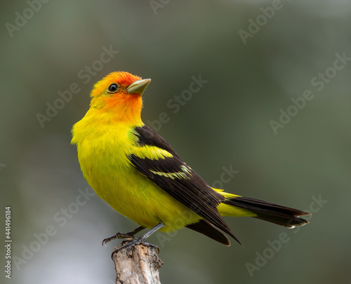 A western tanager in Wyoming. photo