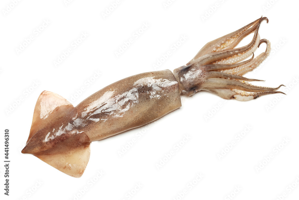 Fresh squid isolated on white background Fresh squid isolated on white background