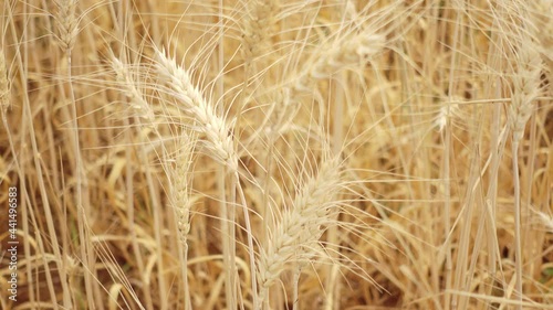Wheat flour in wind 