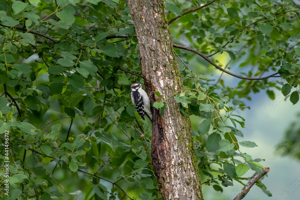 The hairy woodpecker (Leuconotopicus villosus) in city park The hairy woodpecker (Leuconotopicus villosus) in city park