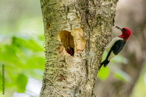 The red-headed woodpecker on a tree with a nest cavity.