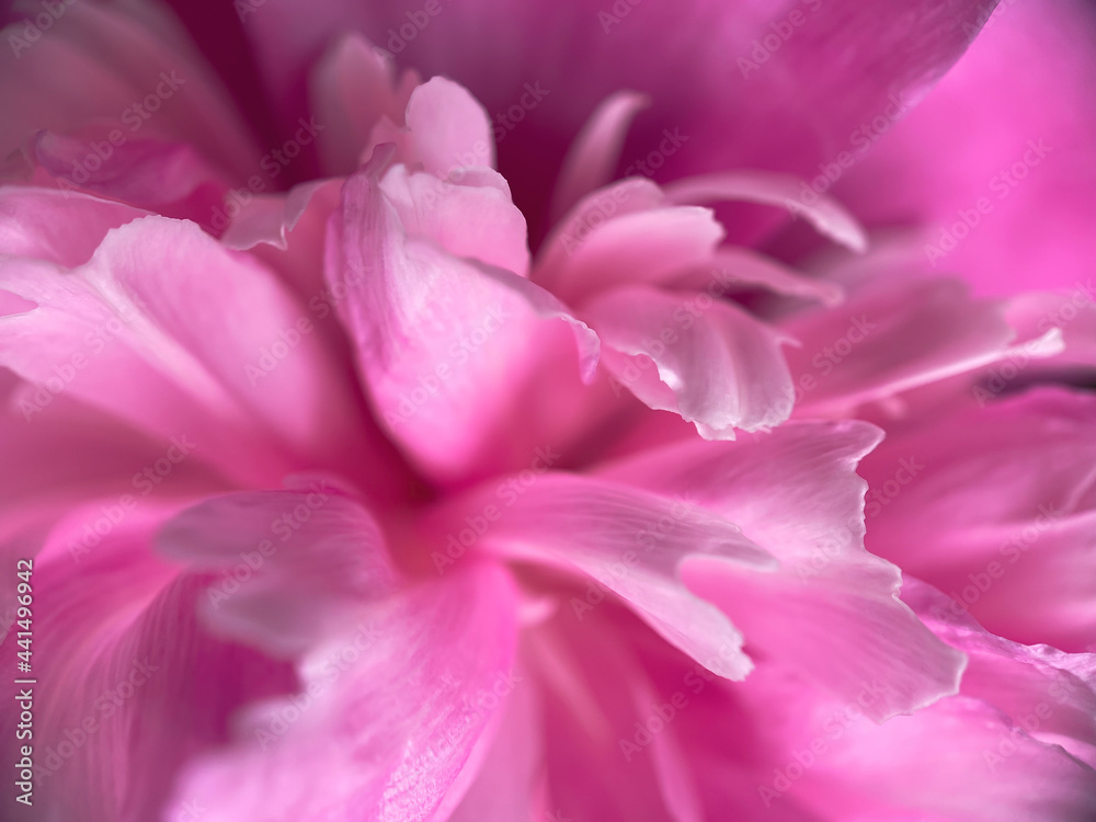 Closeup of pink peony flower petals.Natural background.