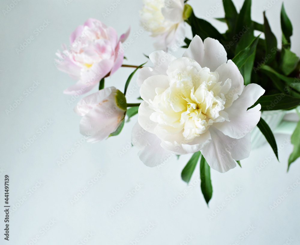 Pink and white peonies in light green ceramic jug on white background Pink and white peonies in light green ceramic jug on white background