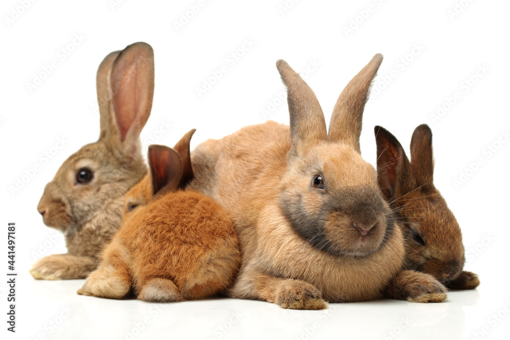 Obraz premium brown bunny rabbits isolated on white background 
