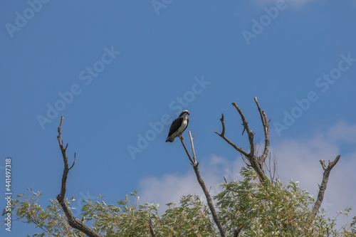  The western osprey (Pandion haliaetus) — also called sea hawk, river hawk and fish hawk .