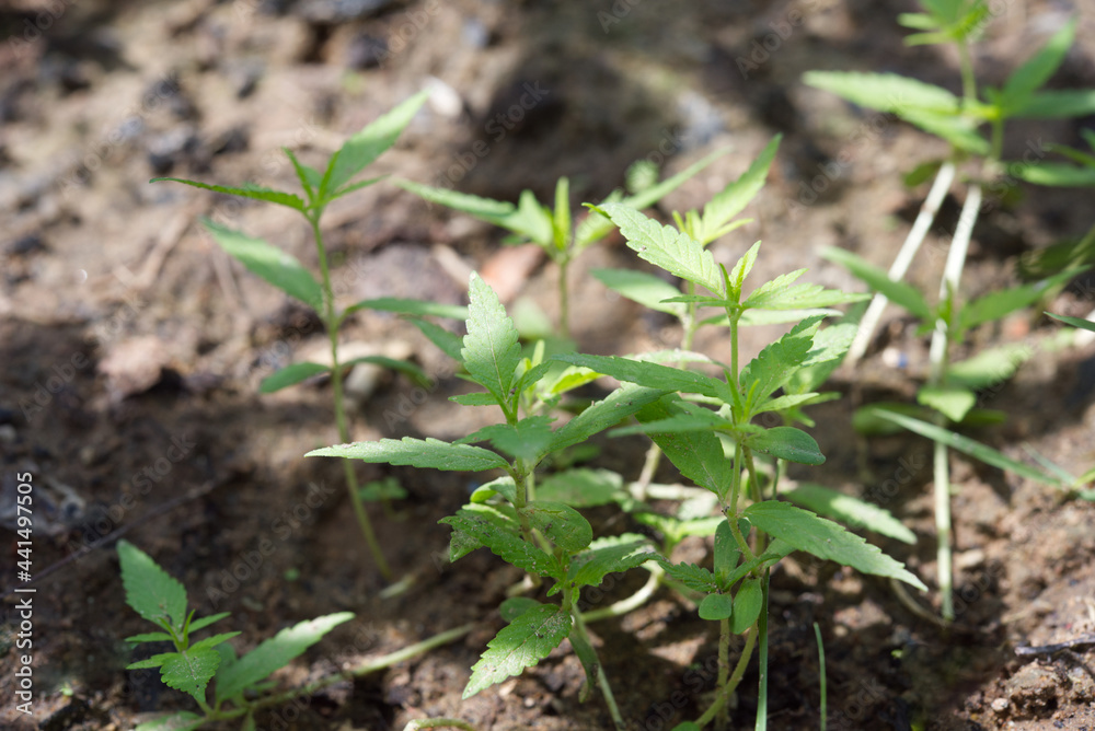 Young plants cannabis .Marijuana or Hemp business. Young plants cannabis .Marijuana or Hemp business.