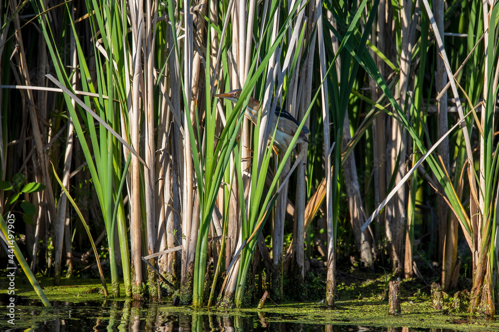 The least bittern (Ixobrychus exilis) in the reeds. The least bittern is a small heron in the America. The least bittern (Ixobrychus exilis) in the reeds. The least bittern is a small heron in the America.