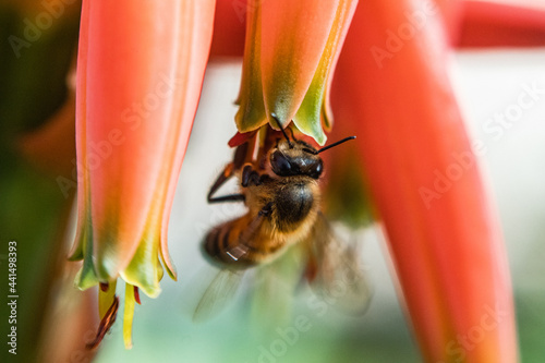 Abeja en flores abeja volando en flores de aloe naranjas polinizando macro fotografia naturaleza insecto photo