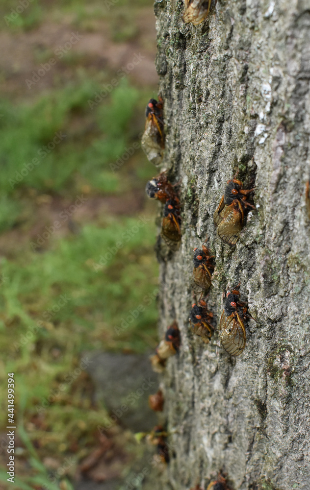 Closeup of multiple Brood X cicadas climbing up a tree